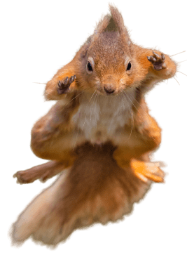 Squirrel Removal in Clover, South Carolina