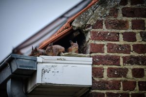 How Squirrel Removal Services Protect Your Home