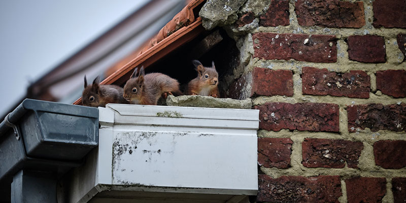 How Squirrel Removal Services Protect Your Home