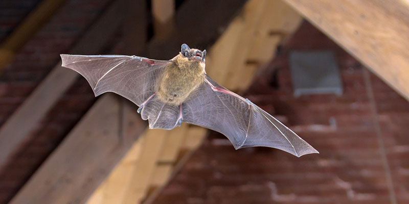 Top Signs You Need Bat Removal Services