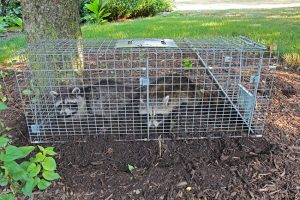 Top Reasons to Leave Wildlife Control to the Professionals