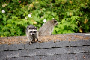 Why You Can’t Procrastinate Scheduling Wildlife Removal Services