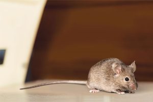 Five Easy Rodent Prevention Tips for Homeowners