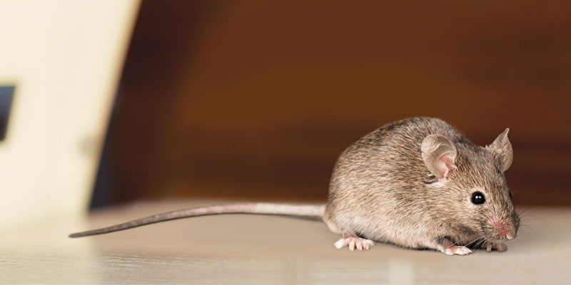 Five Easy Rodent Prevention Tips for Homeowners