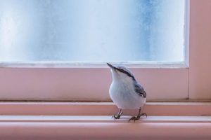 Why You Need to Call a Professional for Bird Removal Services