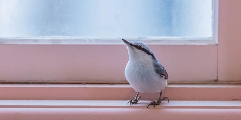 Why You Need to Call a Professional for Bird Removal Services