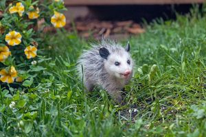 Four Things Possum Removal Experts Want You to Know
