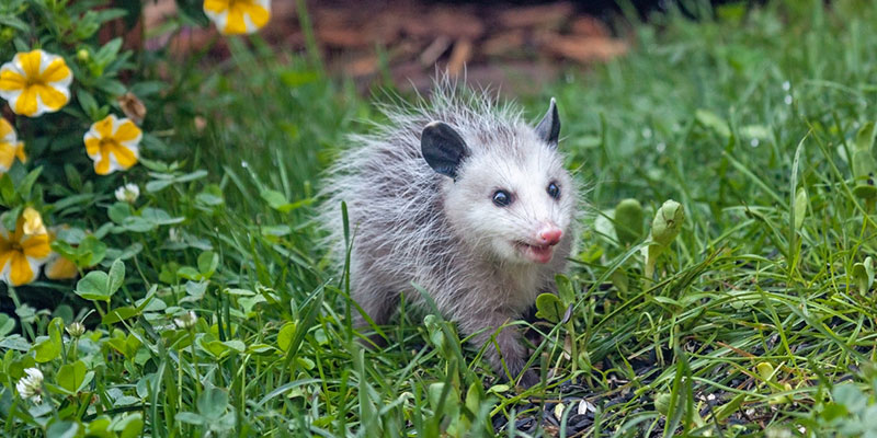 Possum removal hotsell