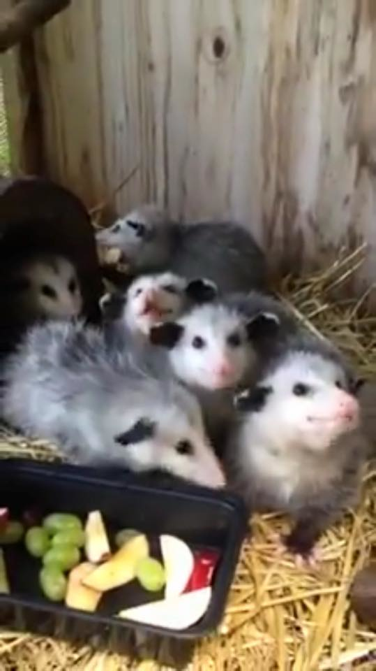 Possum Removal in Charlotte, North Carolina