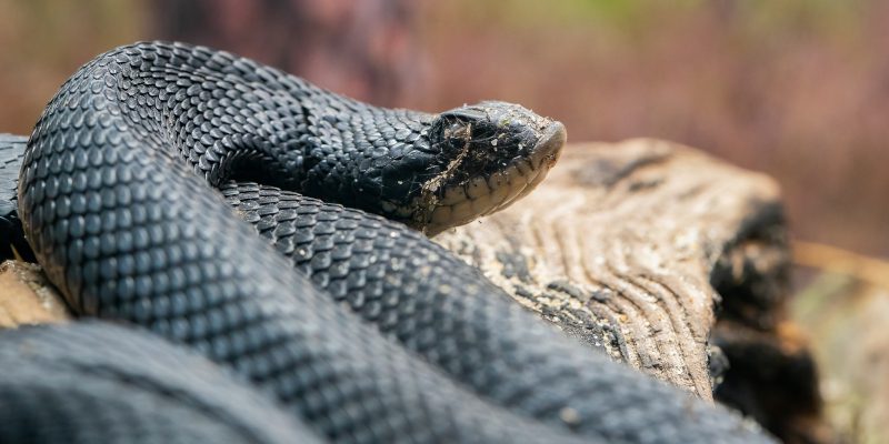 Why it’s Important to Hire an Expert for Snake Removal