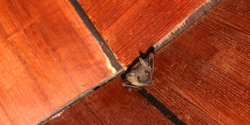 Signs Your Home Needs Professional Bat Removal