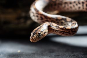 Why DIY Snake Removal Is a Bad Idea