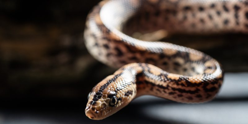 Why DIY Snake Removal Is a Bad Idea
