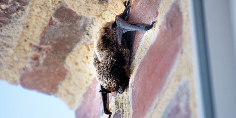 Confronting Myths About Bats and Bat Removal