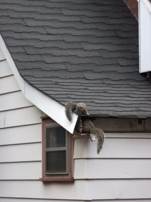 Squirrel Removal: Understanding How Squirrels Get Into Your Home and Why Removal Is Necessary