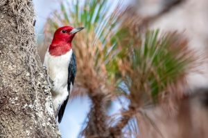 Why Bird Removal Might Be Needed for a Woodpecker Problem