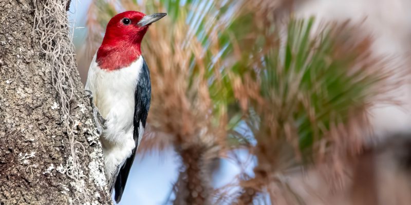 Why Bird Removal Might Be Needed for a Woodpecker Problem