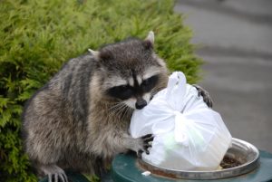 Tips and Tricks for Wildlife Prevention