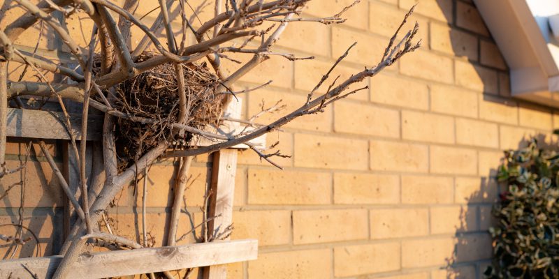 Bird Removal: Why a Bird Presence at Your Home Is More of a Problem Than You Think