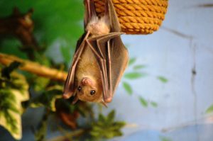 As Bat Populations Decline, Responsible Bat Removal is Increasingly Critical