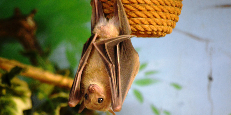 As Bat Populations Decline, Responsible Bat Removal is Increasingly Critical