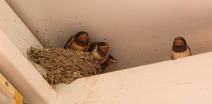 How Our Wildlife Removal Services Protect You