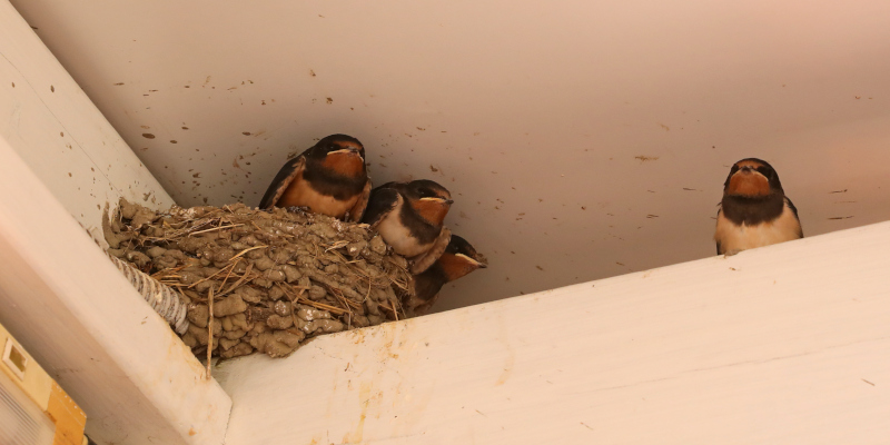 How Our Wildlife Removal Services Protect You