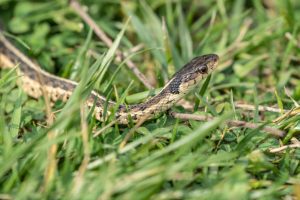 What to Do Before Snake Removal Services