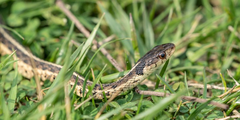 What to Do Before Snake Removal Services