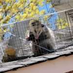 Possum Removal