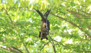 The Myths vs. Facts of Bat Removal