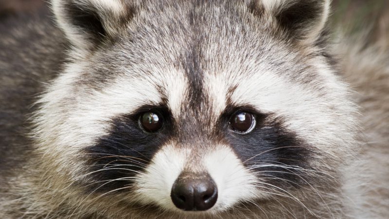 Wildlife Control — The Benefits of Acting Fast