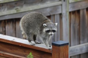 3 Wildlife Prevention Tips For Keeping Animals Out of Your Home