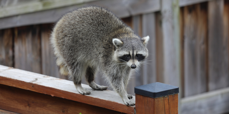 3 Wildlife Prevention Tips For Keeping Animals Out of Your Home