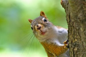 Squirrel Removal – Five Signs They’re in Your Home