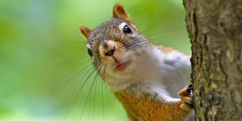 Squirrel Removal in Huntersville, North Carolina